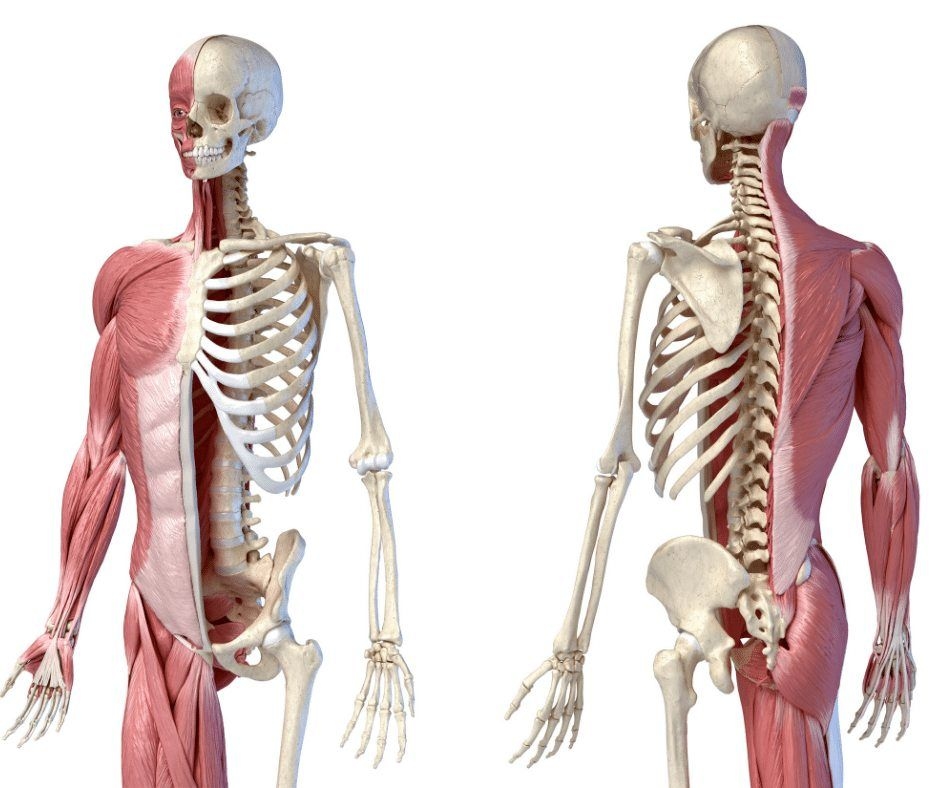 Pain & Musculoskeletal Therapy